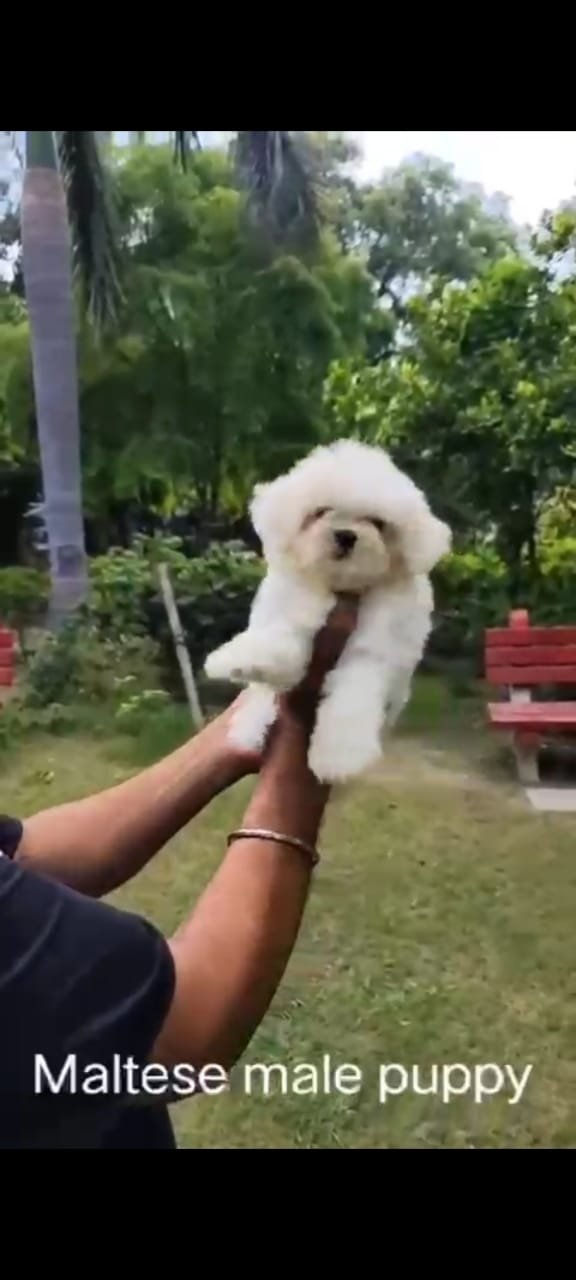 Buy Vaccinated  Maltese Puppy from Ahmedabad